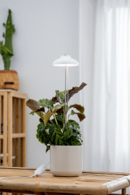 Plantebelysning Iris Hvid Fra Airam - Lyseffekten kan justeres i 5 trin med lysd&aelig;mperen, derudover har produktet en timer p&aring; 8/12/16 timer.