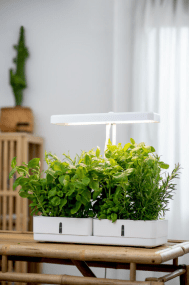 Plantebelysning Daisy Hvid Fra Airam - Lysspektret skaber r&oslash;dt lys, som er vigtigt for planterne, og som hj&aelig;lper dem med at vokse.