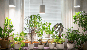 Plantebelysning Fiora Hvid Fra Airam - Armaturet har en h&oslash;jglansreflektor og et LED-vokselys, der giver et behageligt lys for natten, samtidig med at det stimulerer dine planter til at vokse bedre og hurtigere.