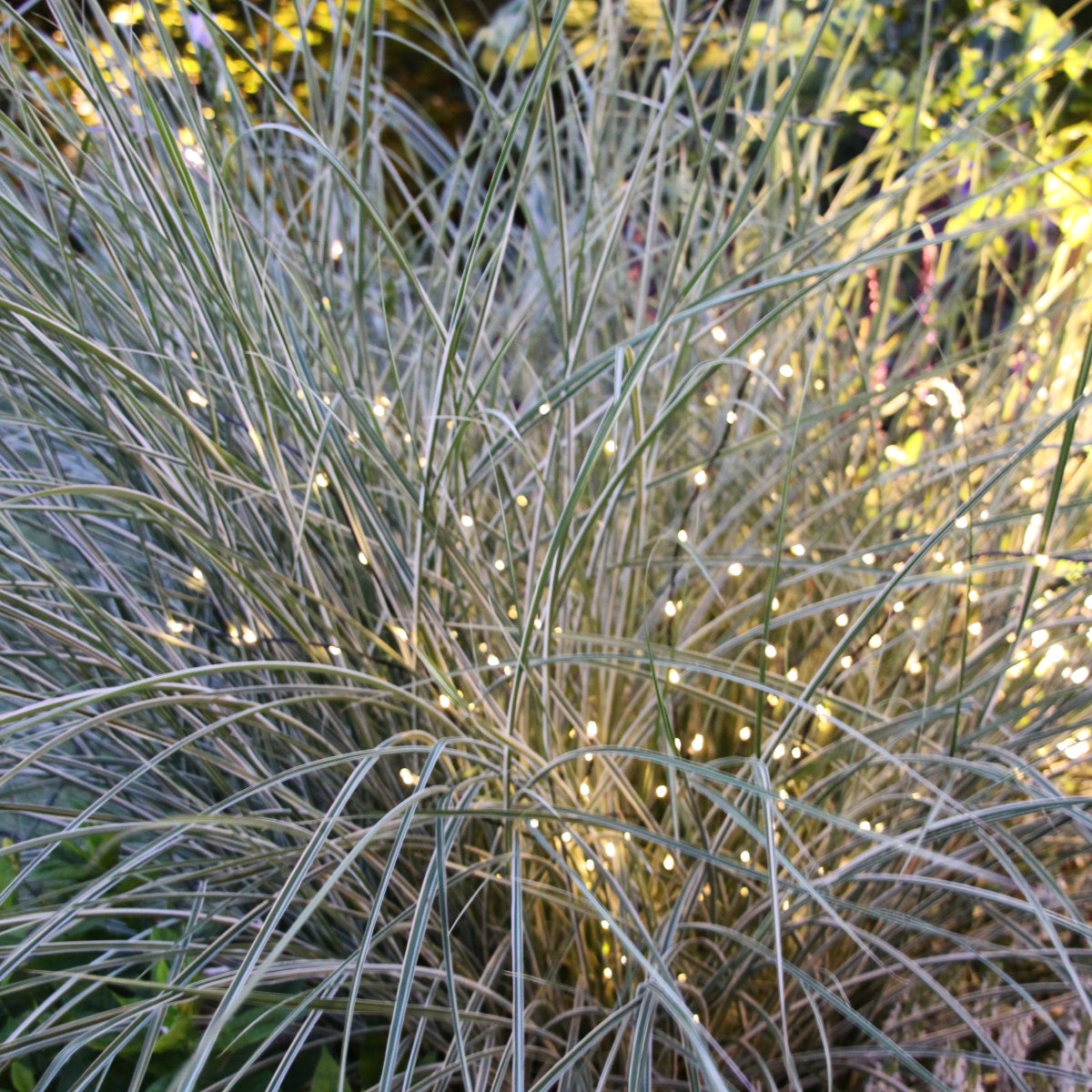 Twiggy Sort Fra Lightson - Det giver st&oslash;rre fleksibilitet, hvis du fx &oslash;nsker dem i et blomsterbed eller m&aring;ske i en krukke p&aring; hver side af indgangsd&oslash;ren.