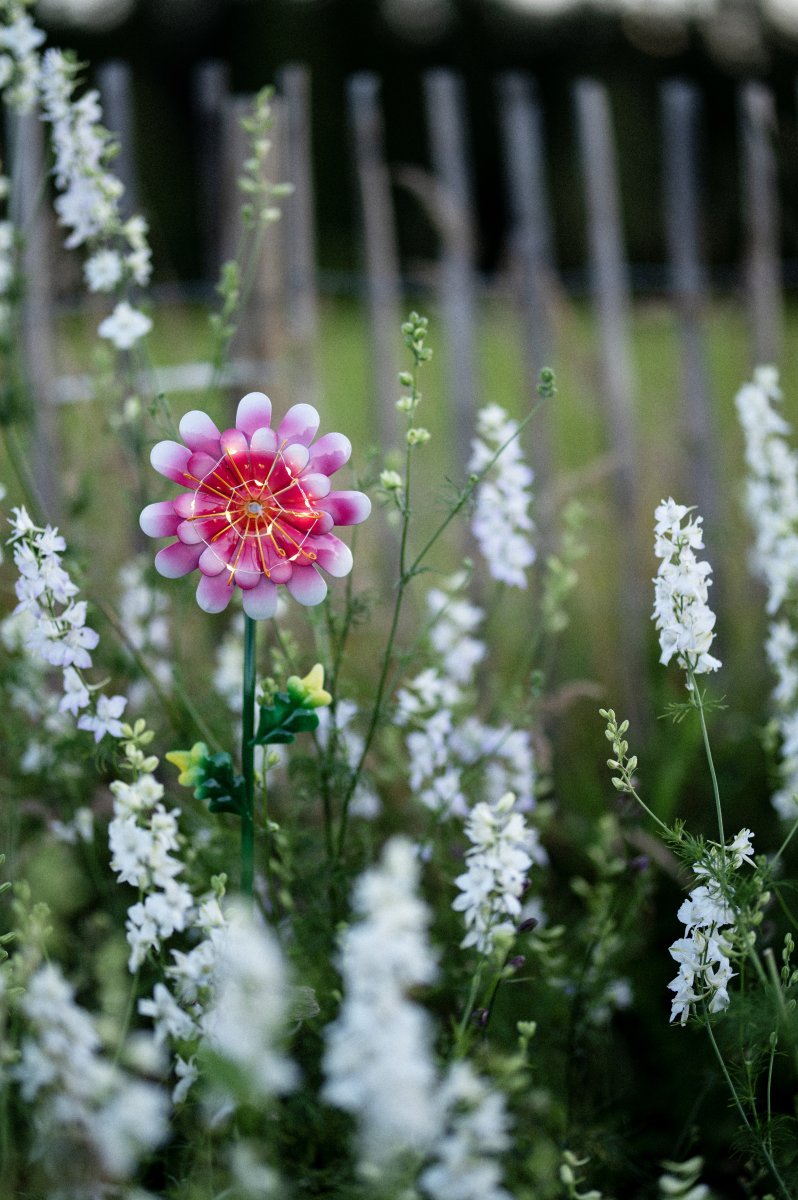 Daisy Lyserød solcellelampe Fra Star Trading - Den udskårne metalblomst er en smuk dekoration og er nem at placere i en beplantning i haven eller på et bord.
