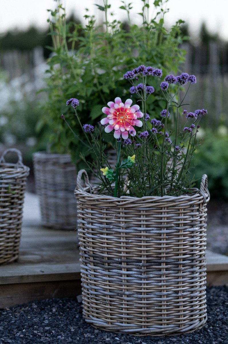 Daisy Lyserød solcellelampe Fra Star Trading - Den udskårne metalblomst er en smuk dekoration og er nem at placere i en beplantning i haven eller på et bord.