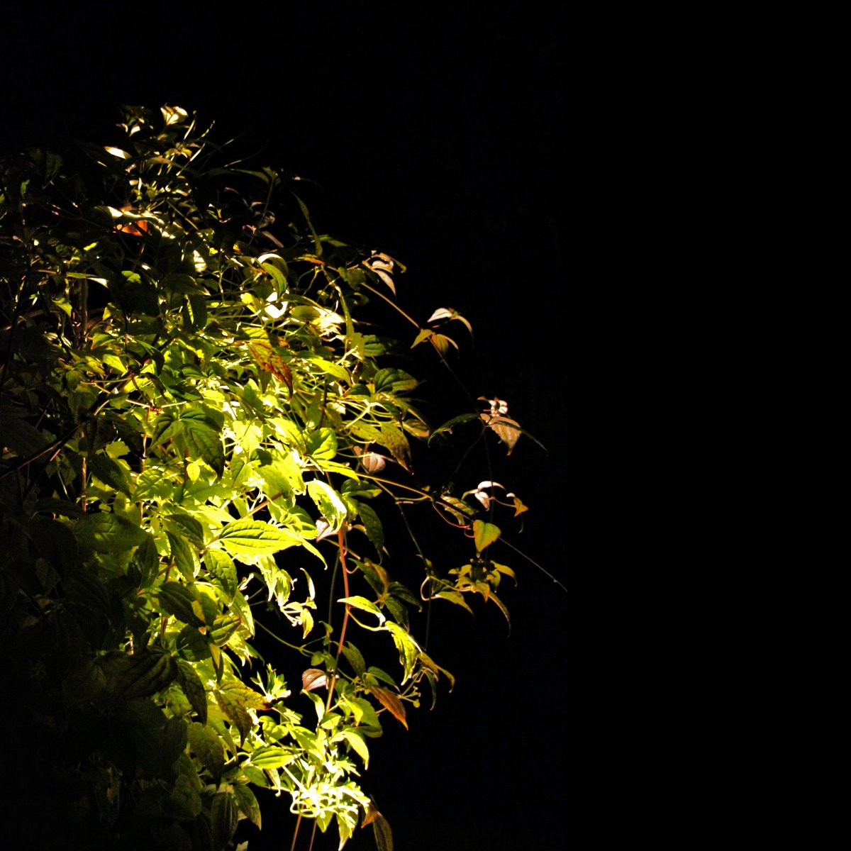 Luminus Sort Fra Lightson - Et fleksibelt og prisbilligt 12-volt system til din have, som du nemt selv installerer og senere kan bygge videre p&aring;, op til 50 meter, hvis du &oslash;nsker det.