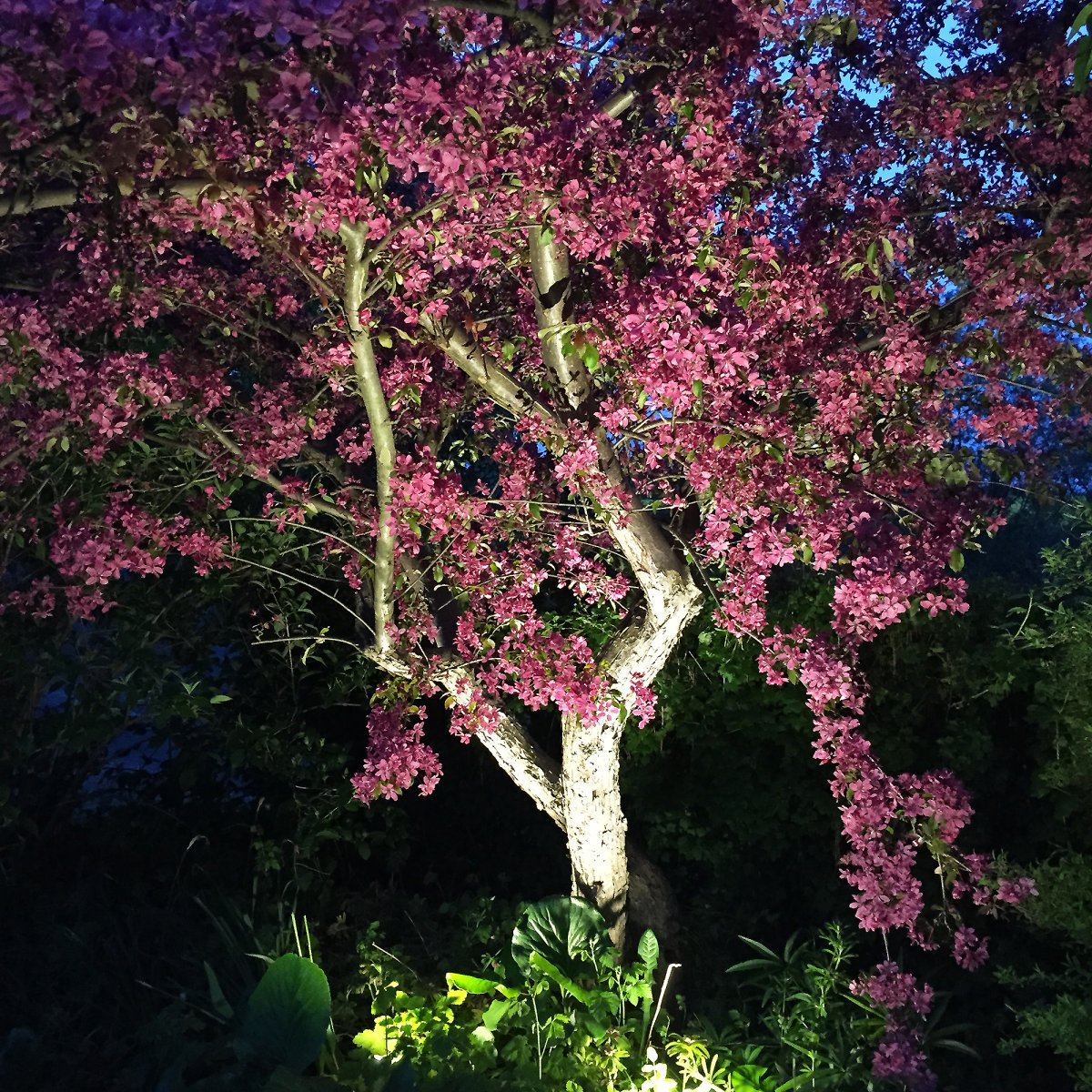 Luna Sølv Fra Lightson - &nbsp;Et fleksibelt og prisbilligt 12-volt system&nbsp;(sikker svagstr&oslash;m) til din have, som du nemt selv installerer og senere kan bygge videre p&aring;, op til 50 meter, hvis du vil.