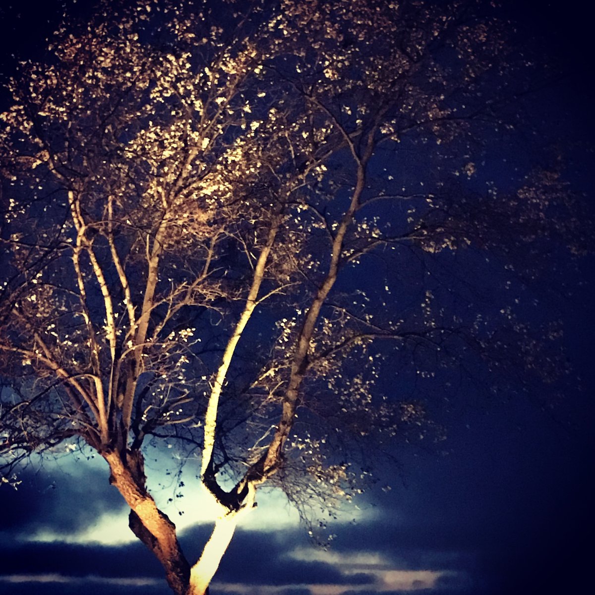 Sirius Sort Fra Lightson - Dens smalle spredningsvinkel p&aring; lyset betyder, at hvis du placerer lampen direkte under et tr&aelig;, vil den bringe en kraftig lyss&oslash;jle lige og h&oslash;jt op i tr&aelig;et.